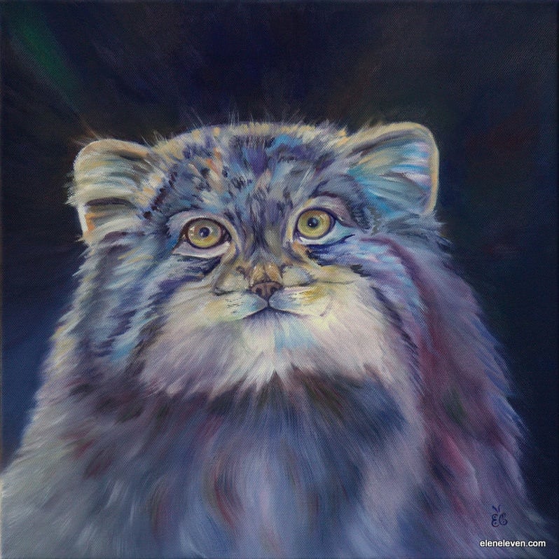 Manul - The Wild Cat